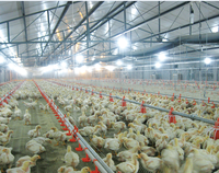 Nouvel équipement d'élevage avicole automatique en acier inoxydable, portable et sur pied, pour mangeoires à poulets, fourni par l'usine chinoise