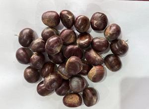 <span class=keywords><strong>Castañas</strong></span> Frescas de Nueva Cosecha <span class=keywords><strong>con</strong></span> Cáscara Intacta, Granos Rellenos, Sabor Dulce Natural, Ricas en Proteínas y Fibra, Ideales para Aperitivos y Cocina - Product Image 4