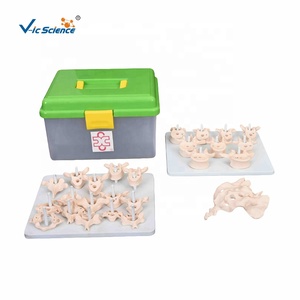 Modelo <span class=keywords><strong>de</strong></span> Anatomía <span class=keywords><strong>de</strong></span> Columna Vertebral Humana a Tamaño Real, <span class=keywords><strong>Huesos</strong></span> Desarticulados, Modelo <span class=keywords><strong>de</strong></span> Esqueleto para Escuelas <span class=keywords><strong>de</strong></span> Medicina - Product Image 5