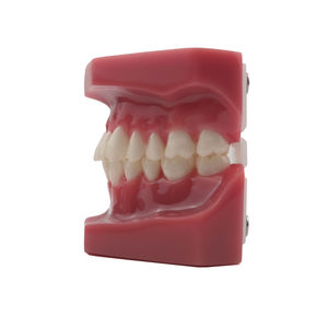 Modèle dentaire orthodontique en résine plastique pour l'enseignement, l'étude et la formation en dentisterie, modèle de mâchoire - Product Image 6