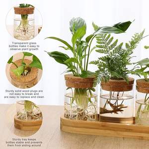 Stations de propagation, terrarium pour plantes avec couvercle et support en bois, vase à fleurs en verre pour bureau, décoration intérieure, cadeaux - Product Image 2