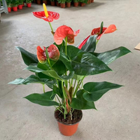 Fleurs d'Anthurium Naturelles Premium de Qualité Supérieure, Directement de l'Usine, Fleurs Tropicales Ornamentales Vivantes, Bonsaï Rouge pour Aménagement Intérieur/Extérieur