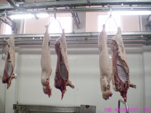 Piccola Scala Madre di Maiale Macellazione Macchina Per La Carne di Maiale Macellaio Abattoir - Product Image 5