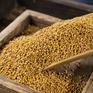 Suministro a Granel Directo de Fábrica, Semillas de <span class=keywords><strong>Mostaza</strong></span> <span class=keywords><strong>Blanca</strong></span> Natural Premium, <span class=keywords><strong>Planta</strong></span> Herbal para la Industria de Especias y Culinaria - Product Image 6