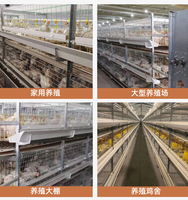 Cages à poules pondeuses professionnelles pour élevages avicoles avec nichoirs, plateaux à œufs pour cailles et mangeoires automatiques