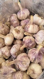 Semillas de <span class=keywords><strong>ajo</strong></span> <span class=keywords><strong>morado</strong></span> de alta calidad de China para agricultura mayorista exportador para plantación de <span class=keywords><strong>ajo</strong></span> fresco - Product Image 4