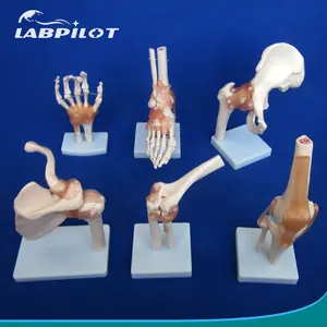뜨거운 관절 시리즈 모델, 인간의 어깨, 팔꿈치, 엉덩이, 무릎, 손, 발 관절 뼈 모델