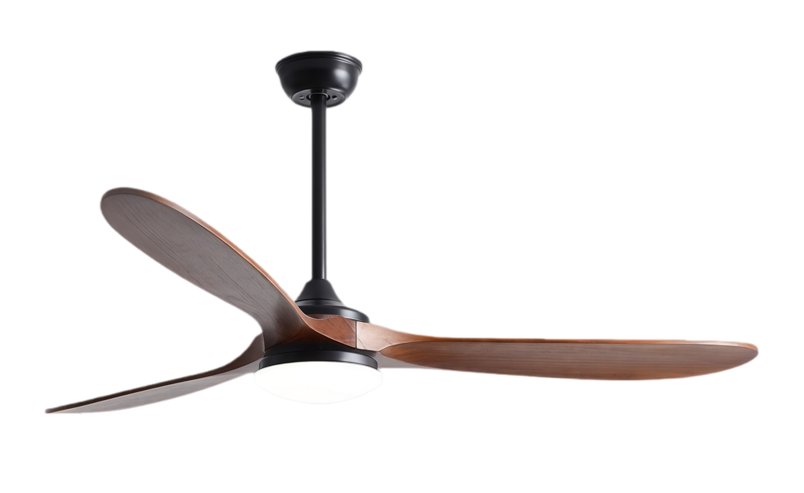 วอลนัทดำ