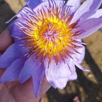 Vente en gros de fleurs de lotus bleues séchées naturelles, boutons de lotus bleus entiers séchés pour tisanes
