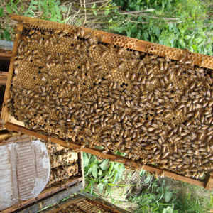 Atacado Bee Food e Pólen Substituto High Protein Bee Forage - Product Image 6