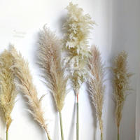 Rangkaian Bunga Kering Bohemian L8, Rumput Pampas Beige Besar, Rumput Pampas Kering Alami yang Tinggi dan Mengembang untuk Dekorasi Pernikahan dan Rumah