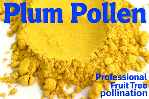 เกสรพลัมธรรมชาติบริสุทธิ์ - ช่วยเพิ่มอัตราการติดผล |   จัดส่งรวดเร็วสำหรับผู้ปลูกพืชเชิงพาณิชย์ - Product Image 4
