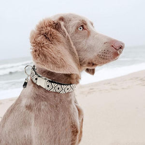 Beste Qualität Neues Hunde halsband Luxus Custom Personal isiertes Logo für kleine große Hunde Training Metalls chnalle Langlebige Haustier halsbänder - Product Image 6