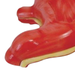 Modèles médicaux ADA ADA-304A/ADA-306 : Nouveaux modèles de cerveau et d'estomac pour la démonstration des maladies, outil pédagogique médical, Shanghai - Product Image 3