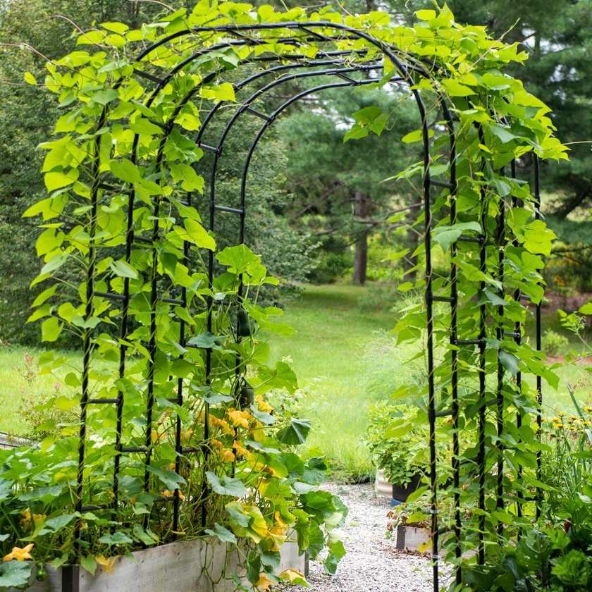 Grape Vine Arbor Elegant Garden Trellises for Outdoor Spaces