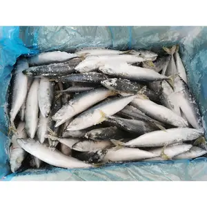 冷冻太平洋鲭鱼小型陆地冷冻顶级销售Bqf海冷冻