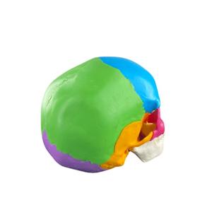 Modelo de cráneo de Color humano desmontado de 22 piezas de alta calidad para ciencia médica para escuela de Hospital y enseñanza de demostración - Product Image 6