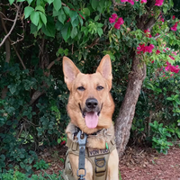 Laisse tactique pour chien K9 personnalisable Rotation à 360 degrés avec pince grenouille en nylon réglable sans traction chien pour l'entraînement à la marche des chiens