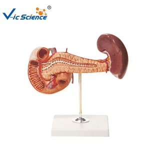 Modèle anatomique humain grandeur nature, modèle anatomique de la rate, du pancréas et du duodénum, modèle d'éducation scientifique médicale - Product Image 1
