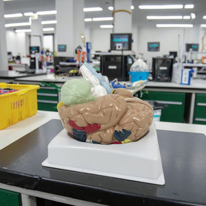 Model anatomi otak fungsional dan Regional daerah daerah daerah kortikal Model otak - Product Image 4