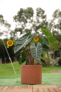 Pot de fleurs en céramique écologique de style campagnard avec trou de drainage - Jardinière respirante à motifs floraux pour jardin extérieur - Product Image 5