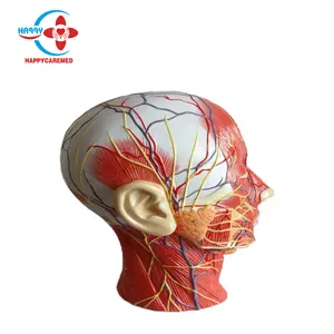 HC-S249A Menselijk Hoofd Anatomisch Trainingsmodel Sagittale Sectie Van Het Hoofd Met Vasculair Zenuwmodel