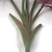 Tige unique artificielle feuille de bégonia plante PE gratuit faux feuillage décor à la maison intérieur mur vert Arrangements floraux