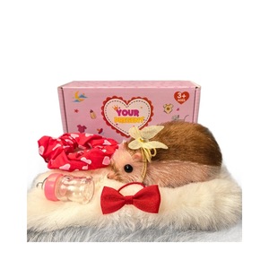 Ensemble de hérissons <span class=keywords><strong>reborn</strong></span> en silicone souple de haute qualité, jouet animal de compagnie réaliste, jouet de décompression écologique, vente en gros - Product Image 2