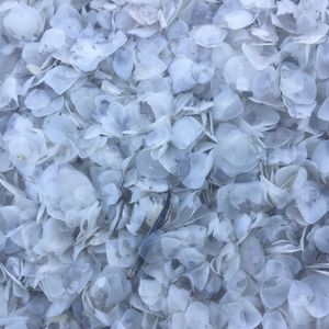 Báscula de pescado de tilapia seca para extraer la piel, elimina la báscula de pescado de Vietnam - Product Image 1