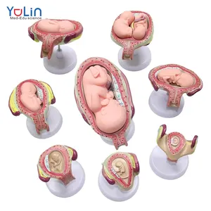 Modello di sviluppo della gravidanza umana 8 set di embrioni fetali modello di educazione medica modello di embrione fetale