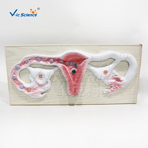 Modèle du processus de fécondation de l'œuf ; modèle pédagogique du développement reproductif humain ; outil pédagogique biologique. - Product Image 1