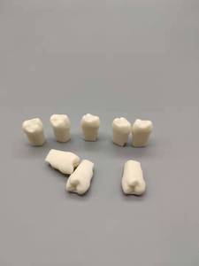 Juego completo de modelos de arco dental de 28 piezas para práctica y examen de estudiantes, dientes endodónticos extraídos para ciencia médica - Product Image 6