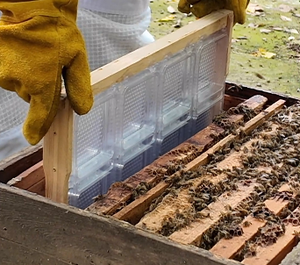 Mengerbee ชุดที่สมบูรณ์8ชิ้นกล่องรังผึ้งผึ้งโปร่งใสสำหรับเก็บน้ำผึ้ง - Product Image 3