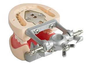 Gelsonlab HSDT-A10 estándar dientes desmontable modelo Dental suave goma de mascar dientes modelos de pantalla <span class=keywords><strong>para</strong></span> estudiantes de enseñanza estudio - Product Image 3