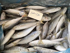 Alta calidad Original China Frozen Round Scad Whole Fish Nueva <span class=keywords><strong>temporada</strong></span> Exportado a precio barato para la venta - Product Image 2