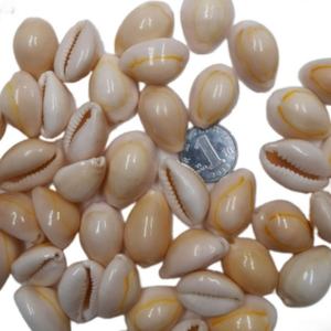 Natural Phnom Penh Shell Conch Slice Punch Ring Moneda Shell Pulsera Collar Ropa Diy Material - Product Image 3