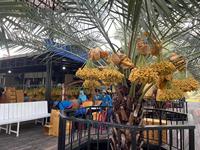 Yintong Datum Papieren Zak Voor Dadelpalm Bescherming Tijdens De Groeitijd Hoge Waterdichte Taiway Kwaliteit In Thailand En Het Midden-Oosten