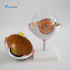 Modelo anatómico ampliado del ojo humano; estructura simulada del ojo; modelo de demostración para enseñanza y formación médica. - Product Image 1