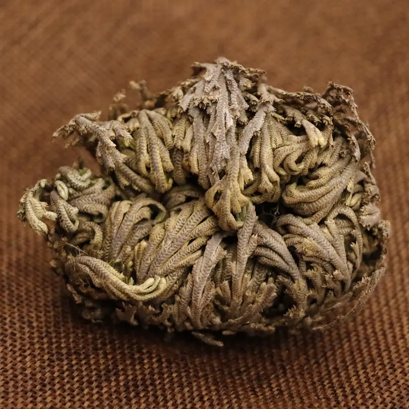 Piante Miraculous di john Bai Rose of Jericho Herb Selaginella tamariscina essiccata