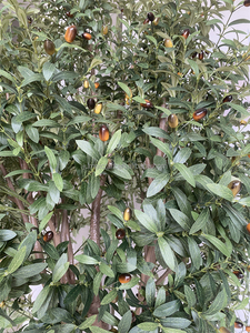 Custom Large Artificial Olive <strong>Tree</strong> for Home Garden High Simulation Sturdy Plastic Branches Indoor/Outdoor Decor - Product Image 3