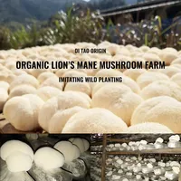 Qinshantang - Proveedores de Polvo de Extracto Dual de Hongo Melena de León (Hericium Erinaceus) Orgánico Puro 10:1 a Granel, Marca Privada