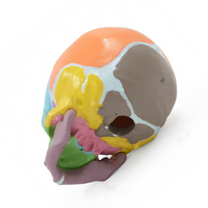 Nuevo Modelo Anatómico de Cráneo de Bebé a Color 1:1 2026, Modelo de Entrenamiento de Fontanela Ósea <span class=keywords><strong>Frontal</strong></span> Marcado Digitalmente para Enfermería Médica - Product Image 4