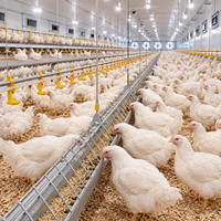 Système d'élevage automatique de poulets de chair en gros, équipement d'élevage au sol pour fermes avicoles commerciales
