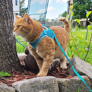 애완 동물 용품 스텝 인 에어 개 조끼 작은 개와 고양이를 위한 전천후 메쉬 하네스 핑크 녹색 사용자 정의 색상 XXX-작은 가슴 - Product Image 6