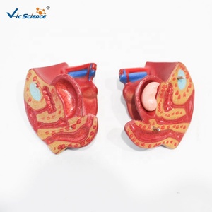 Modèle anatomique du cœur humain agrandi 4 fois, 3 parties détachables, PVC, pour ressources pédagogiques médicales, CE ISO ROHS CNAS - Product Image 3