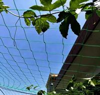 Filet de soutien pour plantes 100% HDPE - Treillis pour concombres, haricots, melons amer, melons de soie et melons suspendus