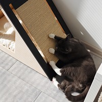 Modernes Hundehaus aus Massivholz, Umweltfreundliches Möbelstück für Kleine Hunderassen, OEM-Hundebett