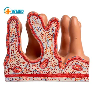 Medical science enteric villi tissue model anatomical section of middle school student physical education instrument model