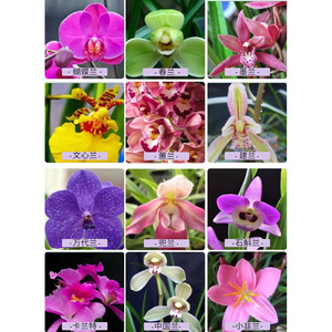Engrais soluble dans l'eau pour orchidées, granulés moyens à libération lente, 200g, pour Phalaenopsis et Clivia - Product Image 2