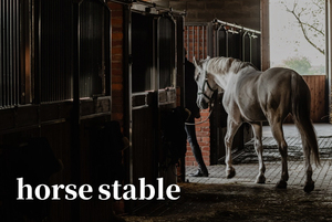 حصان للبيع لعشاق الخيول من أجل العناية به، الأعلى مبيعاً في معظم المدن الأوروبية بسعر منخفض وجودة ممتازة - Product Image 4